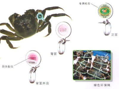 外地蟹運(yùn)陽(yáng)澄湖洗澡后漲價(jià)三倍